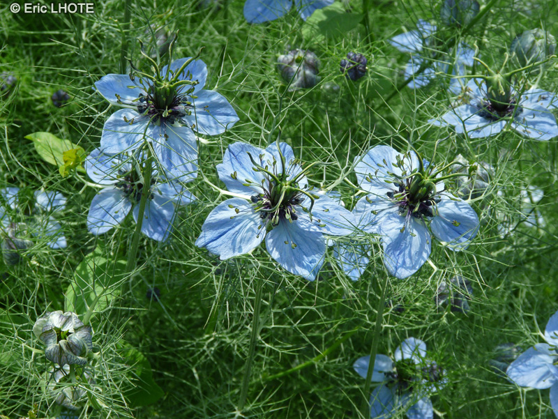  - Nigella damascena - 