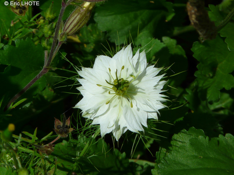 Ranunculaceae - Nigella damascena - Nigelle de Damas