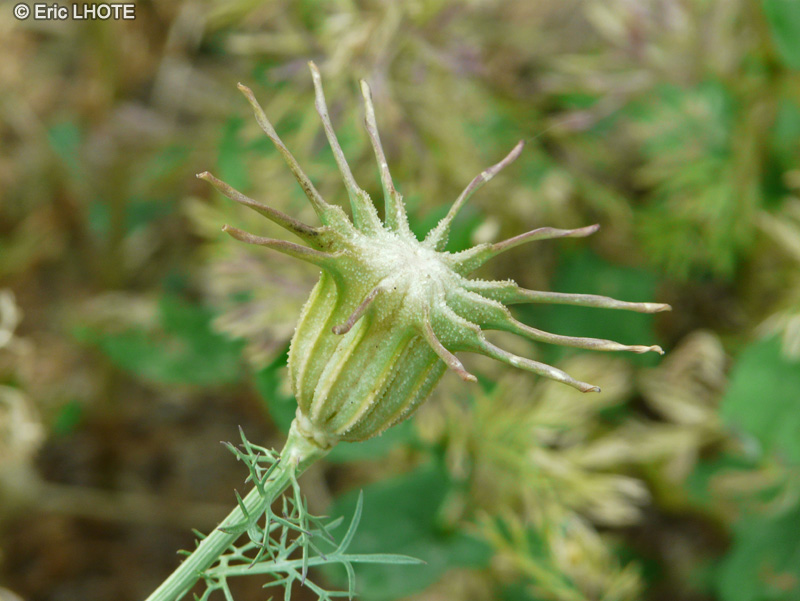  - Nigella hispanica - 