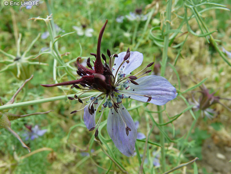 Ranunculaceae - Nigella hispanica - Nigelle d&rsquo;Espagne