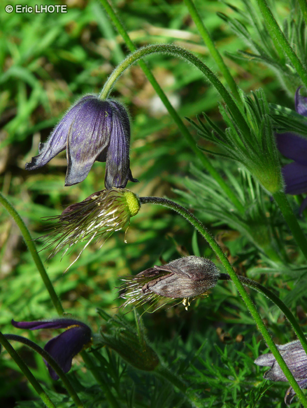  - Pulsatilla montana - 