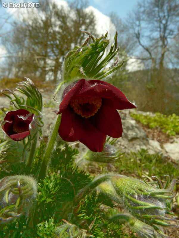  - Pulsatilla vulgaris - 