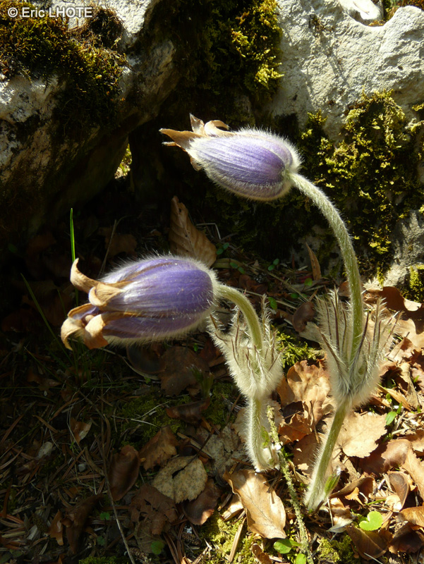 - Pulsatilla vulgaris - 