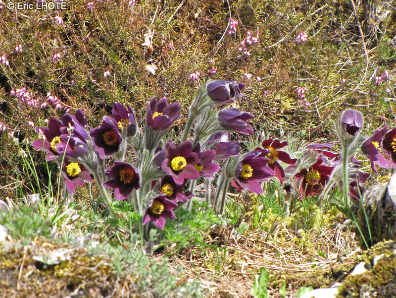  - Pulsatilla vulgaris - 