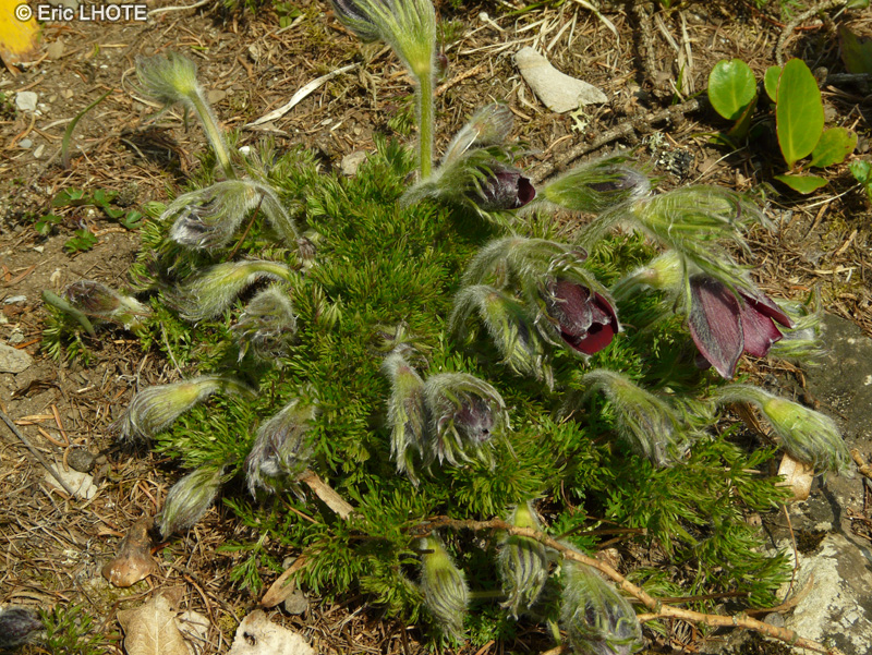 Ranunculaceae - Pulsatilla vulgaris - Pulsatille