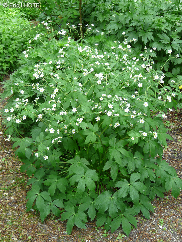 Ranunculaceae - Ranunculus aconitifolius - Renoncule à feuilles d’Aconit