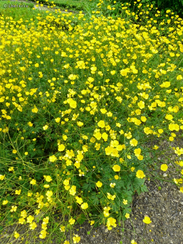  - Ranunculus acris - 