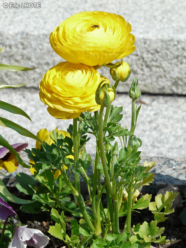  - Ranunculus asiaticus - 