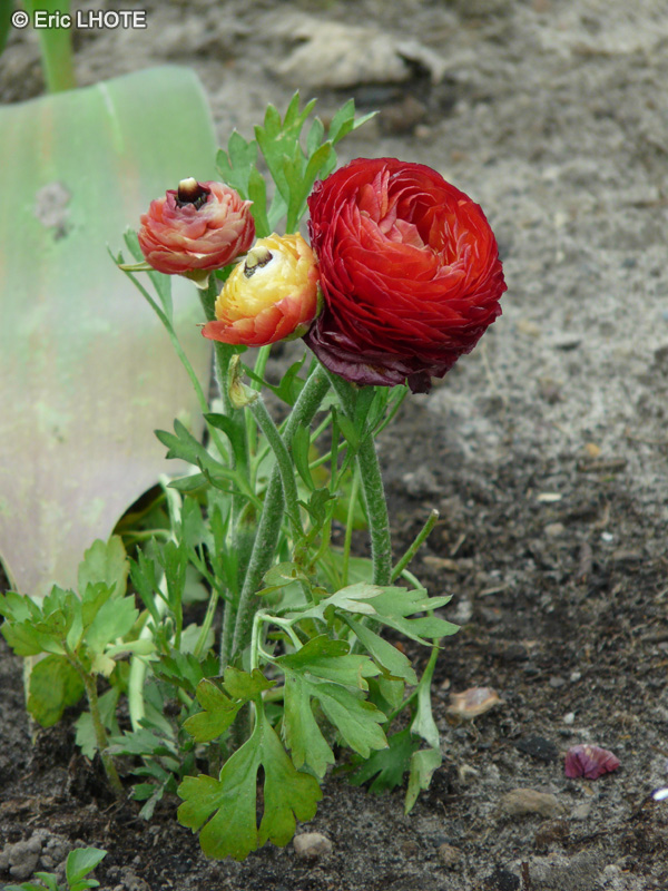  - Ranunculus asiaticus - 