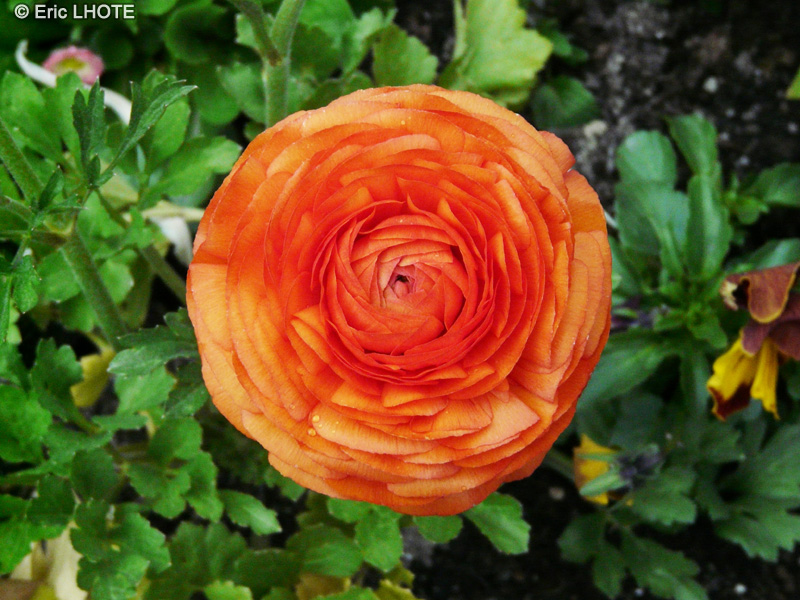  - Ranunculus asiaticus - 