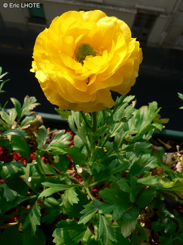  - Ranunculus asiaticus - 