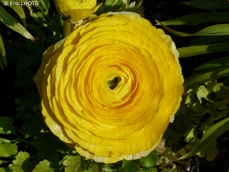 Ranunculaceae - Ranunculus asiaticus - Renoncule des fleuristes