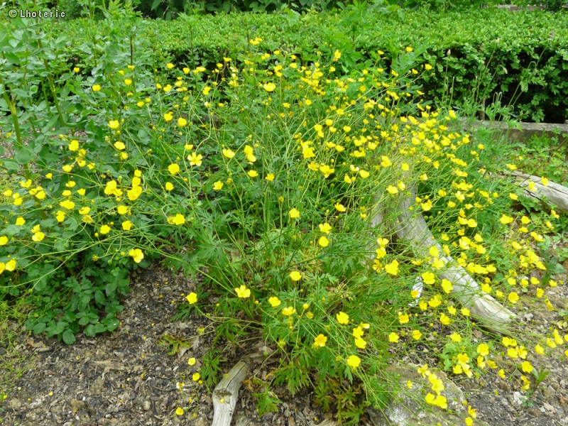Ranunculaceae - Ranunculus bulbosus - Renoncule bulbeuse