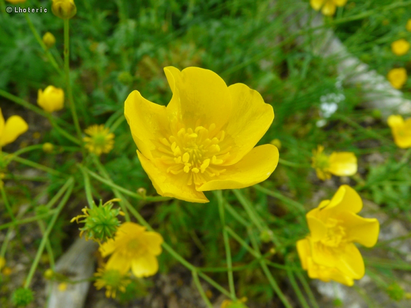  - Ranunculus bulbosus - 