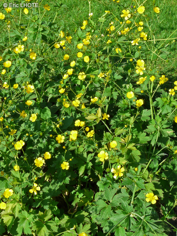  - Ranunculus bulbosus var. aleae - 