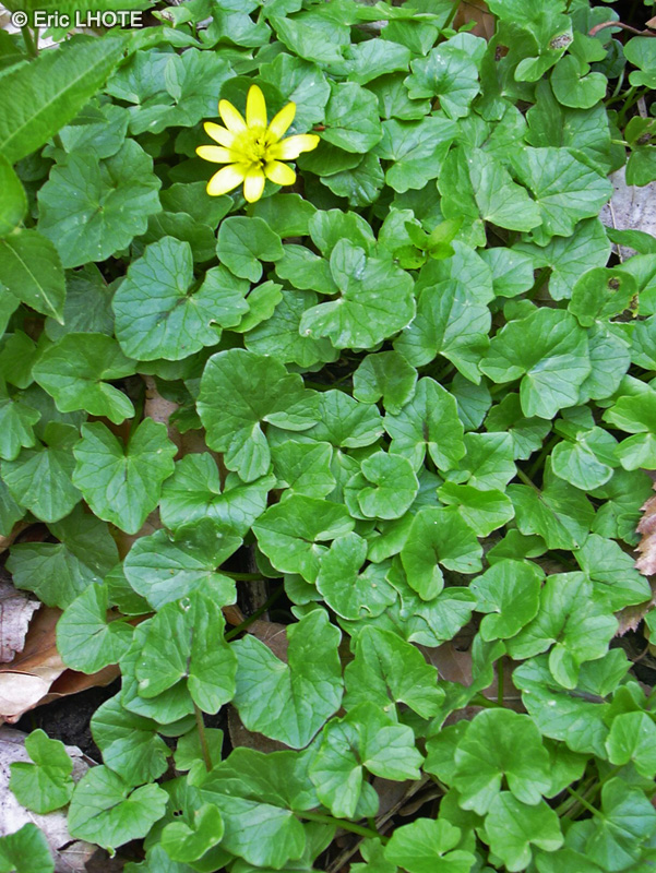  - Ranunculus ficaria - 