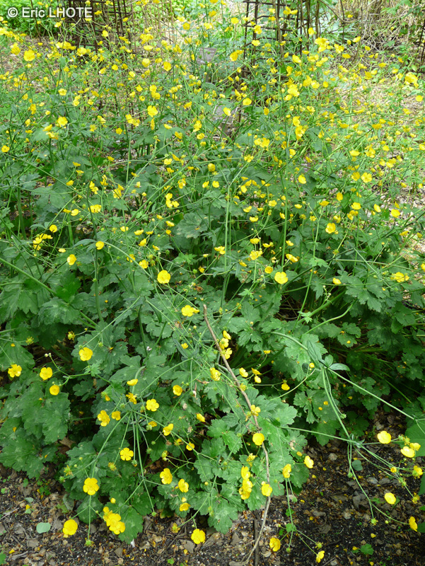 Ranunculaceae - Ranunculus lanuginosus - Renoncule laineuse