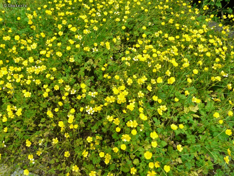 Ranunculaceae - Ranunculus repens - Renoncule rampante