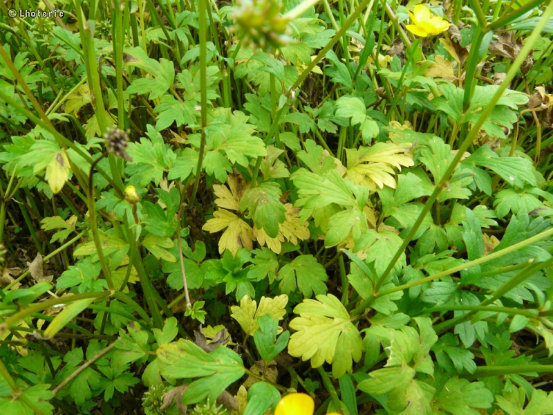  - Ranunculus repens - 