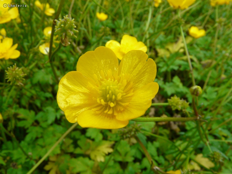  - Ranunculus repens - 