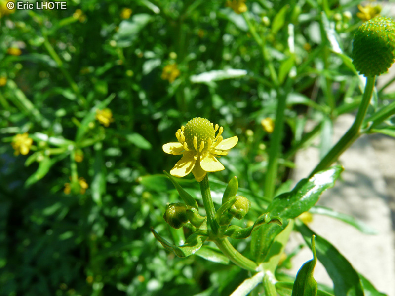  - Ranunculus sceleratus - 