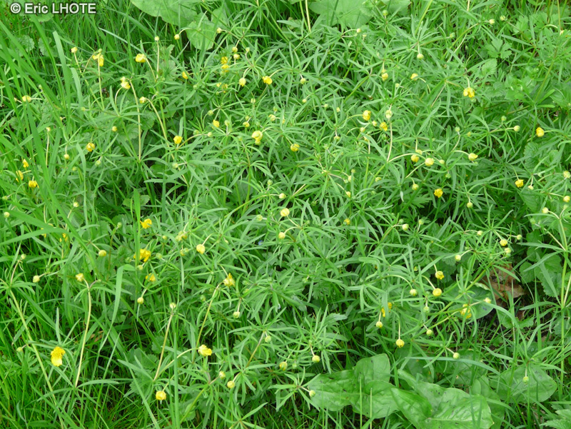  - Ranunculus sceleratus - 