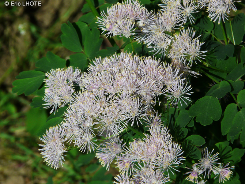  - Thalictrum aquilegifolium - 
