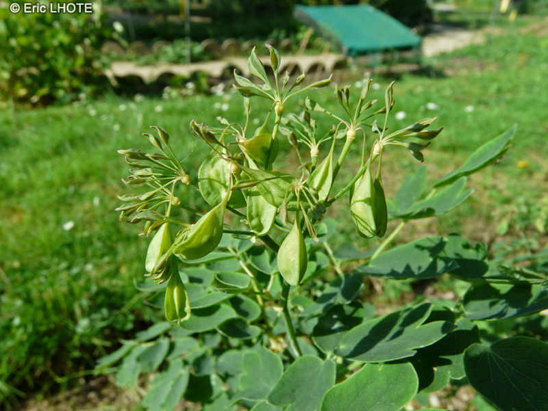  - Thalictrum aquilegifolium - 