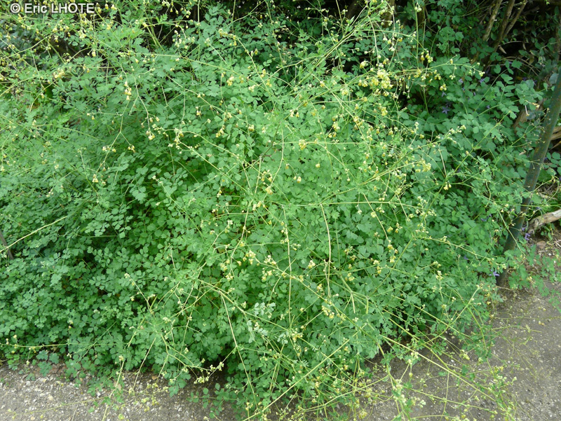  - Thalictrum minus - 