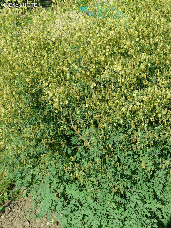  - Thalictrum minus ssp. majus - 