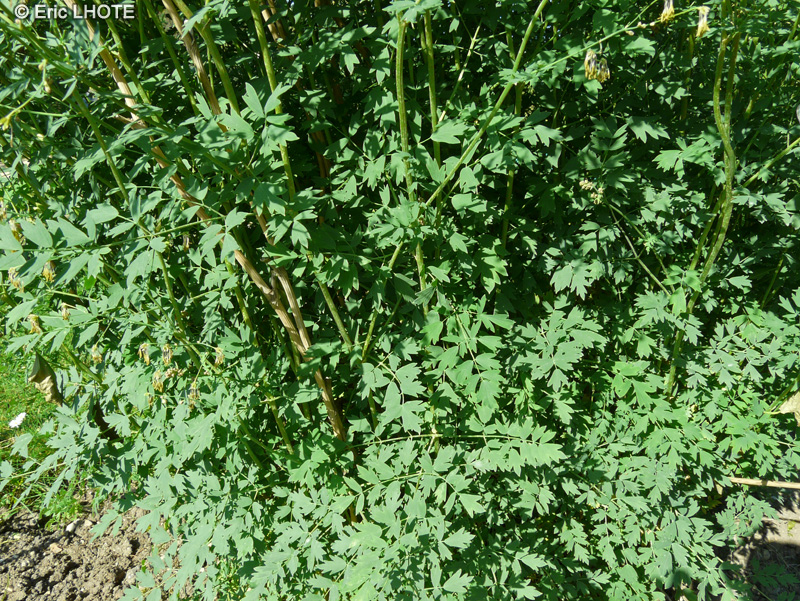  - Thalictrum minus ssp. majus - 