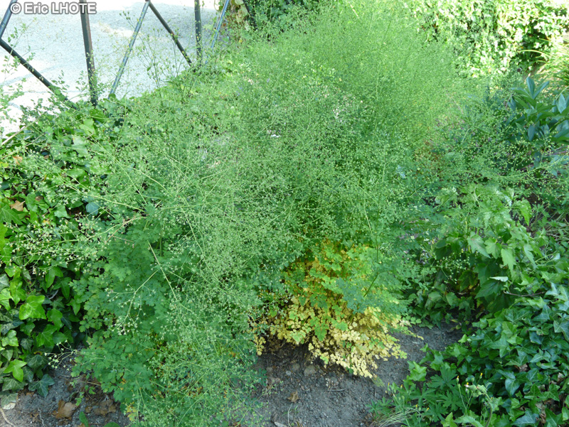  - Thalictrum minus ssp. majus - 