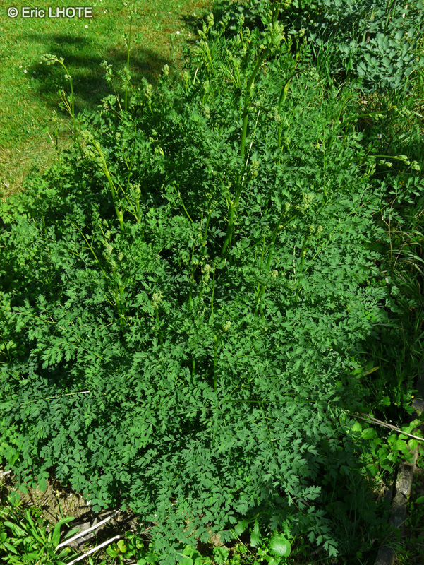 Ranunculaceae - Thalictrum minus ssp. majus - Grand Pigamon