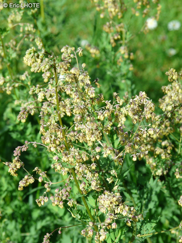  - Thalictrum simplex - 