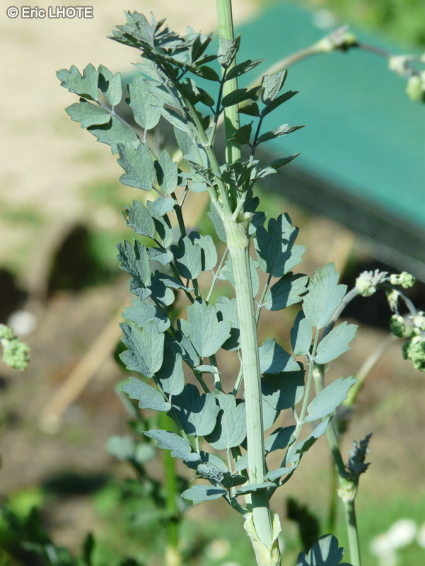  - Thalictrum speciosissimum, Thalictrum flavum ssp. glaucum - 