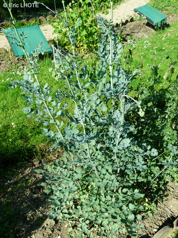 Ranunculaceae - Thalictrum speciosissimum, Thalictrum flavum ssp. glaucum - Pigamon des rives, Pigamon jaune, Pigamon noircissant