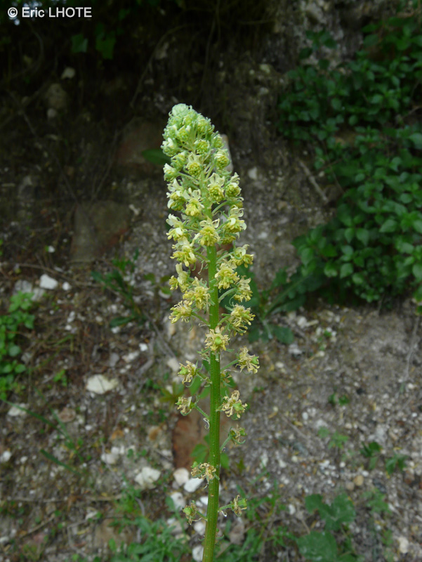  - Reseda lutea - 