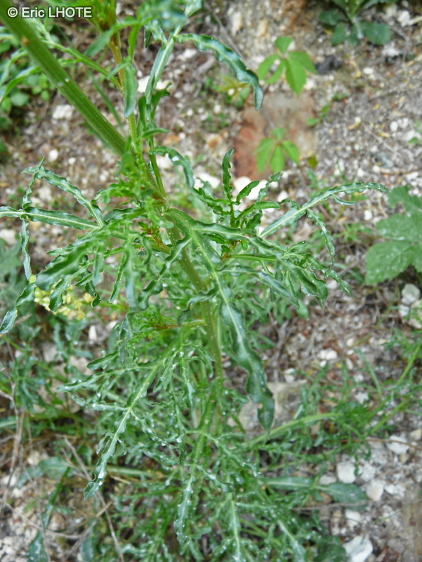  - Reseda lutea - 