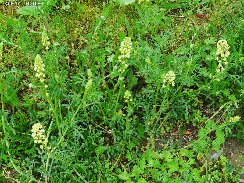  - Reseda lutea - 