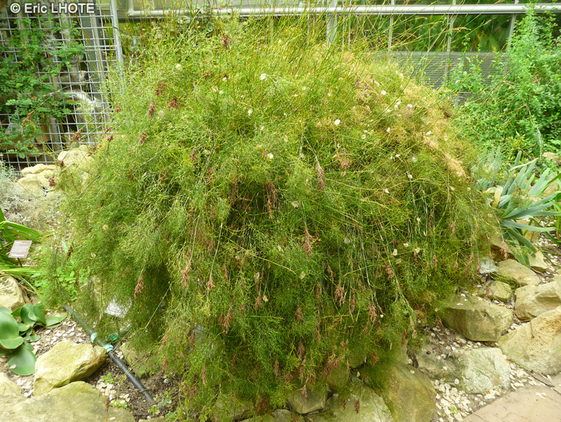 Restionaceae - Ischyrolepis sieberi - Ischyrolepis