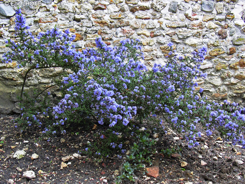  - Ceanothus thyrsiflorus - 