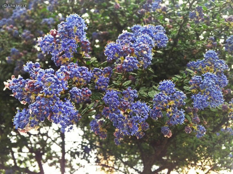  - Ceanothus thyrsiflorus - 
