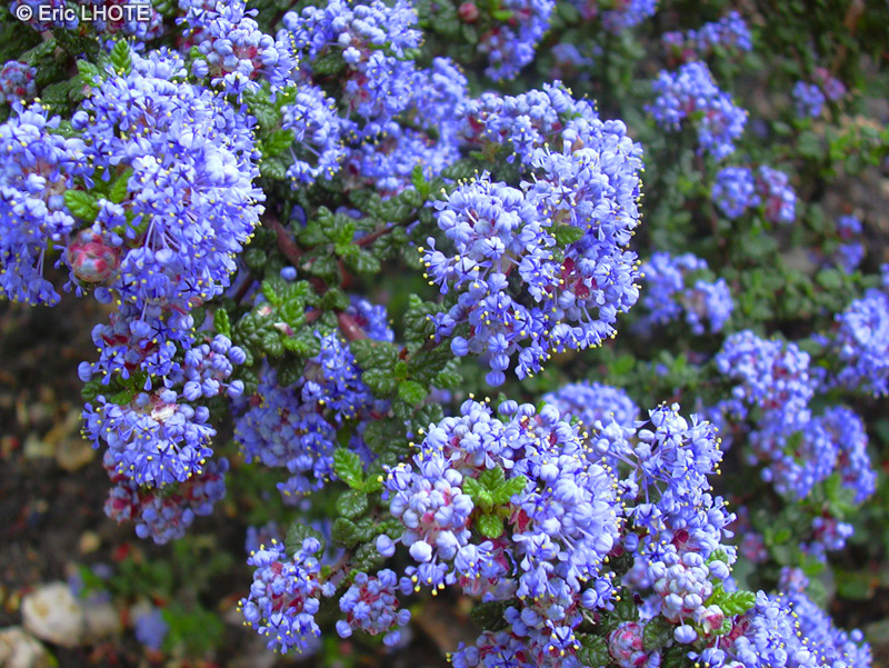 Rhamnaceae - Ceanothus thyrsiflorus - C&eacute;anothe en thyrse, Lilas de Californie