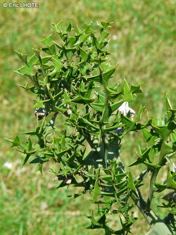  - Colletia paradoxa, Colletia cruciata - 