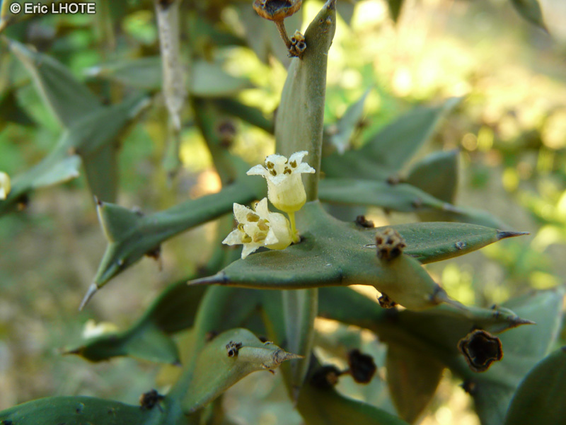  - Colletia paradoxa, Colletia cruciata - 