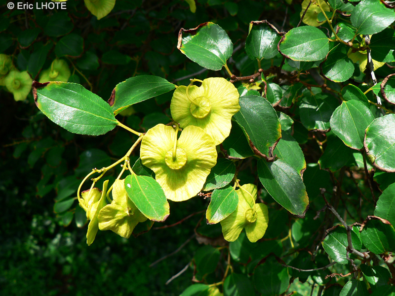  - Paliurus spina-cristi - 