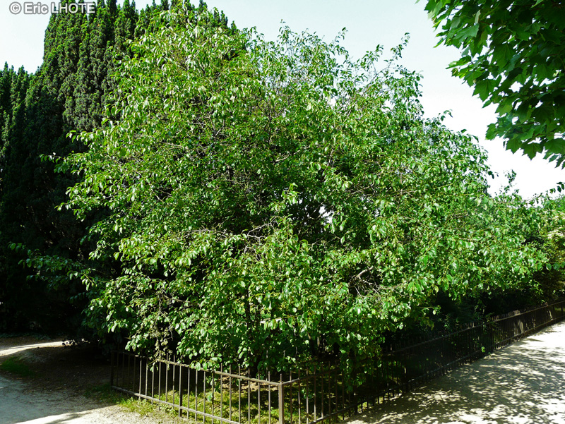  - Rhamnus catharica - 