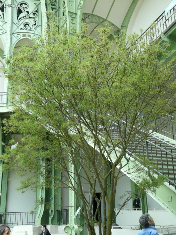  - Rhamnus frangula Asplenifolia - 