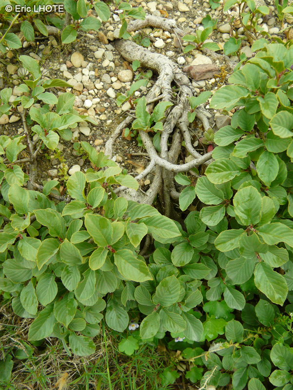  - Rhamnus pumila - 