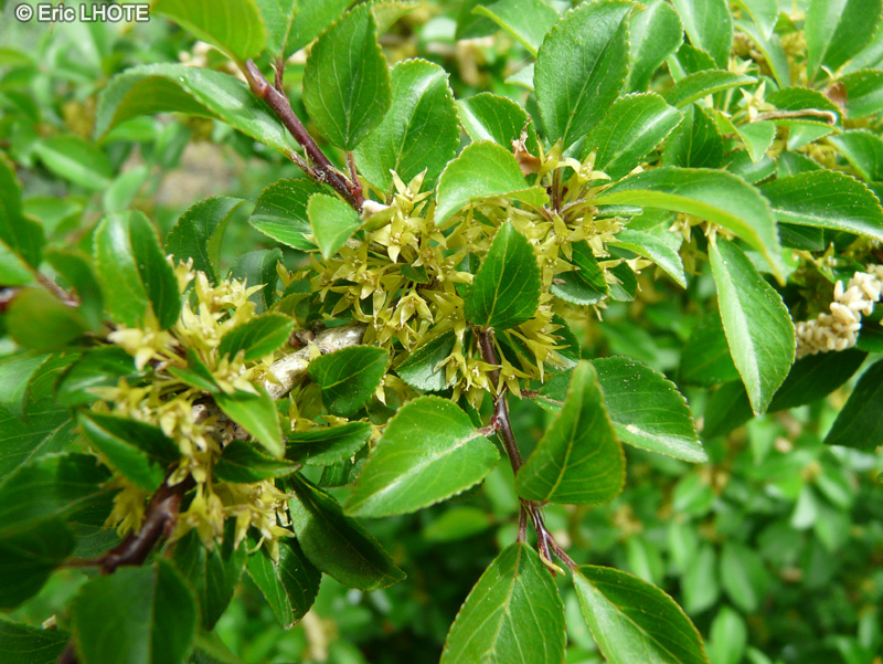  - Rhamnus taquetii - 